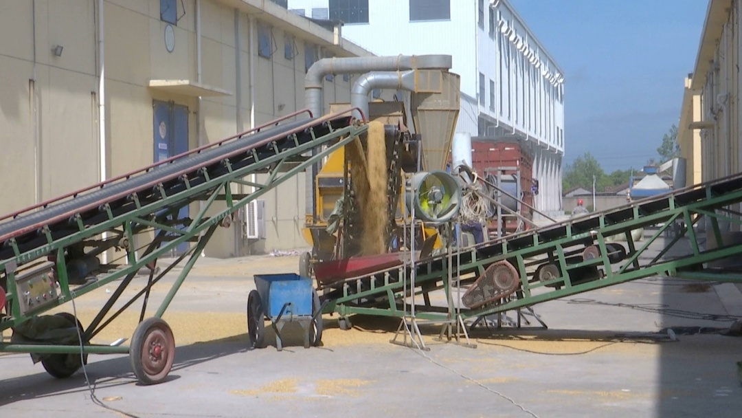 粮安天下，常储常新 探秘江陵储备粮轮换与智慧加工